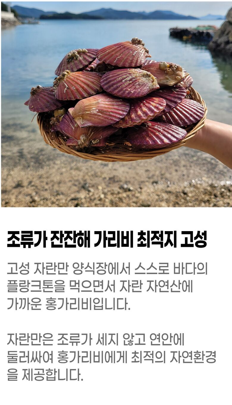 001_고성_홍가리비 (6).jpg