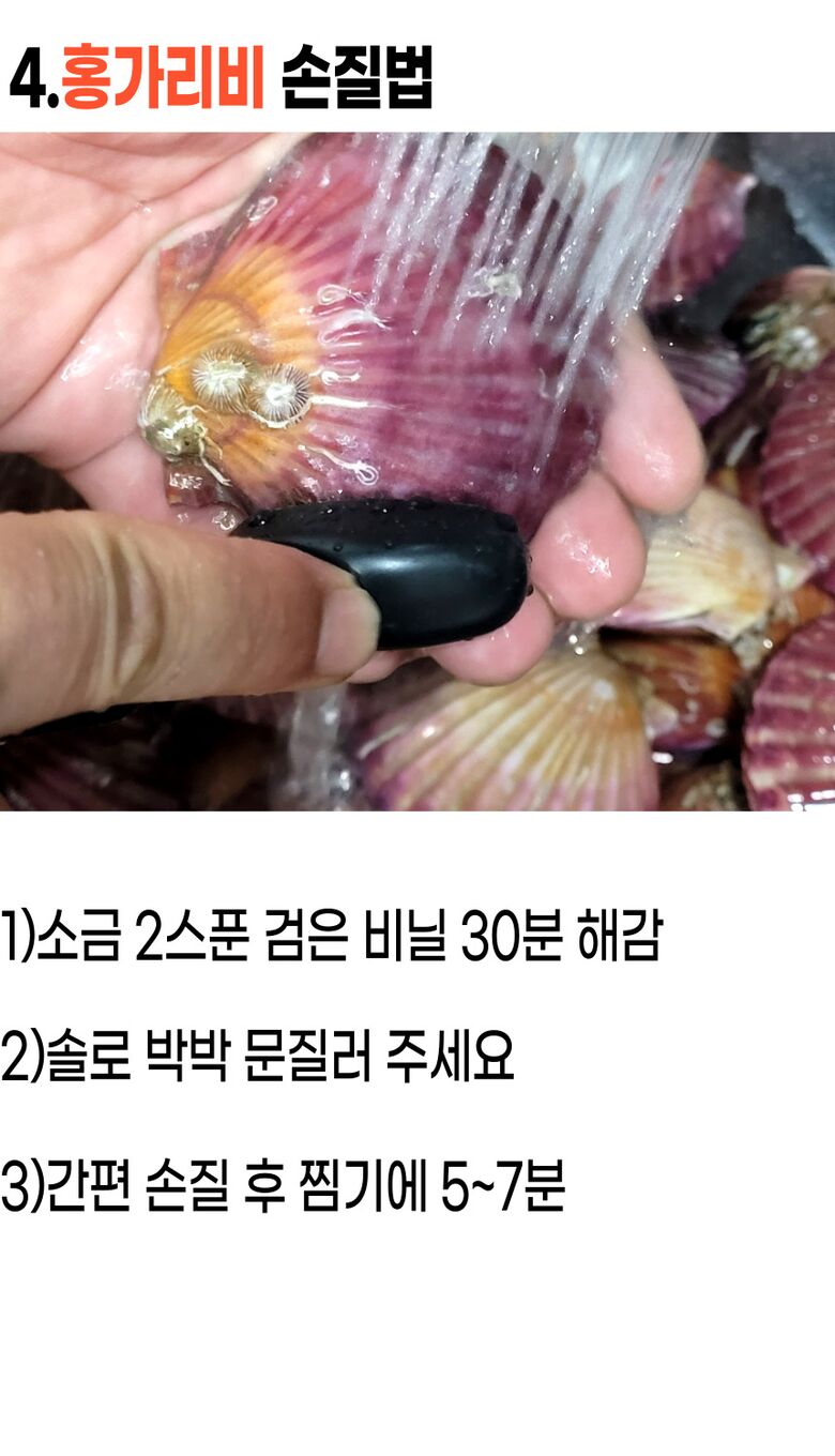 001_고성_홍가리비 (11).jpg