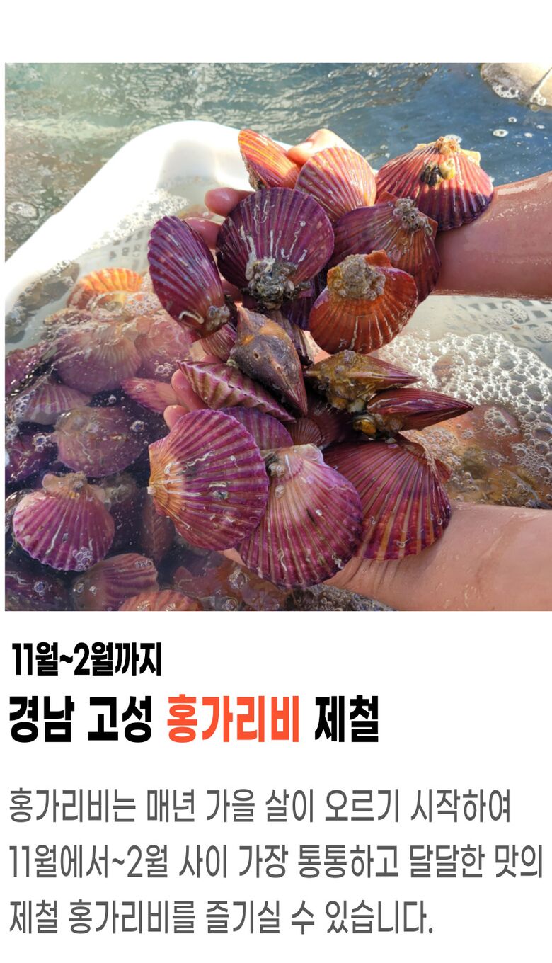 001_고성_홍가리비 (2).jpg