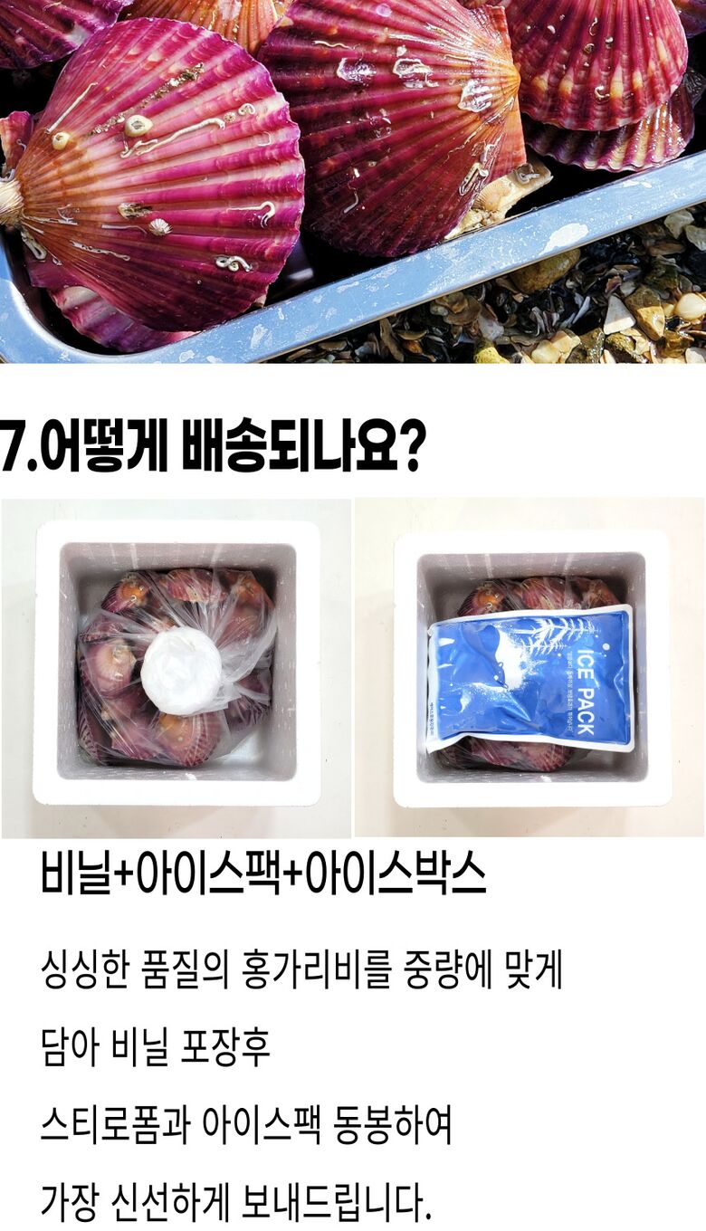 001_고성_홍가리비 (16).jpg