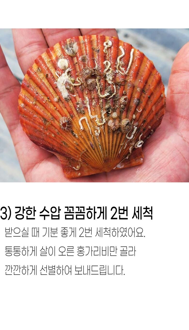001_고성_홍가리비 (10).jpg