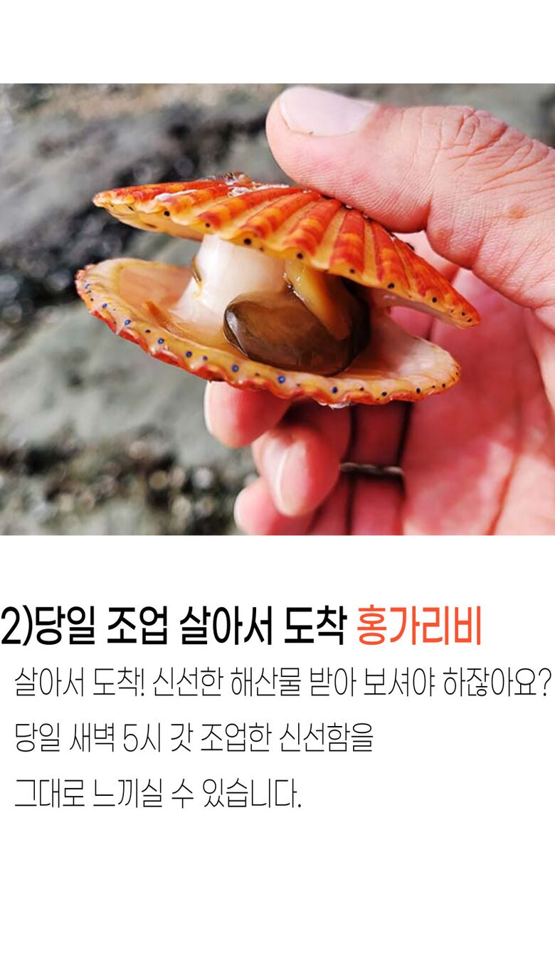 001_고성_홍가리비 (9).jpg