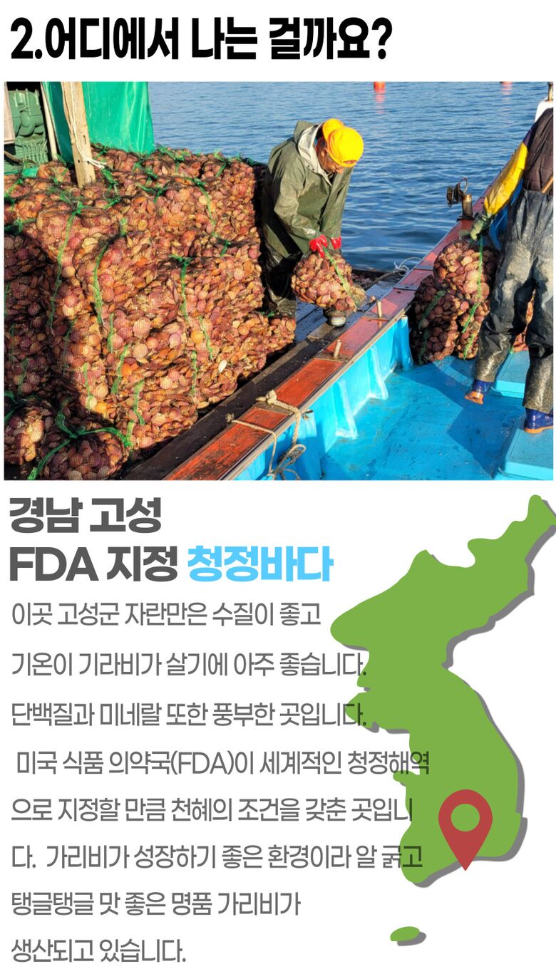 001_고성_홍가리비 (5).jpg